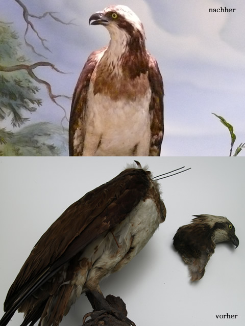 Aufarbeitung alter Tierpräparate